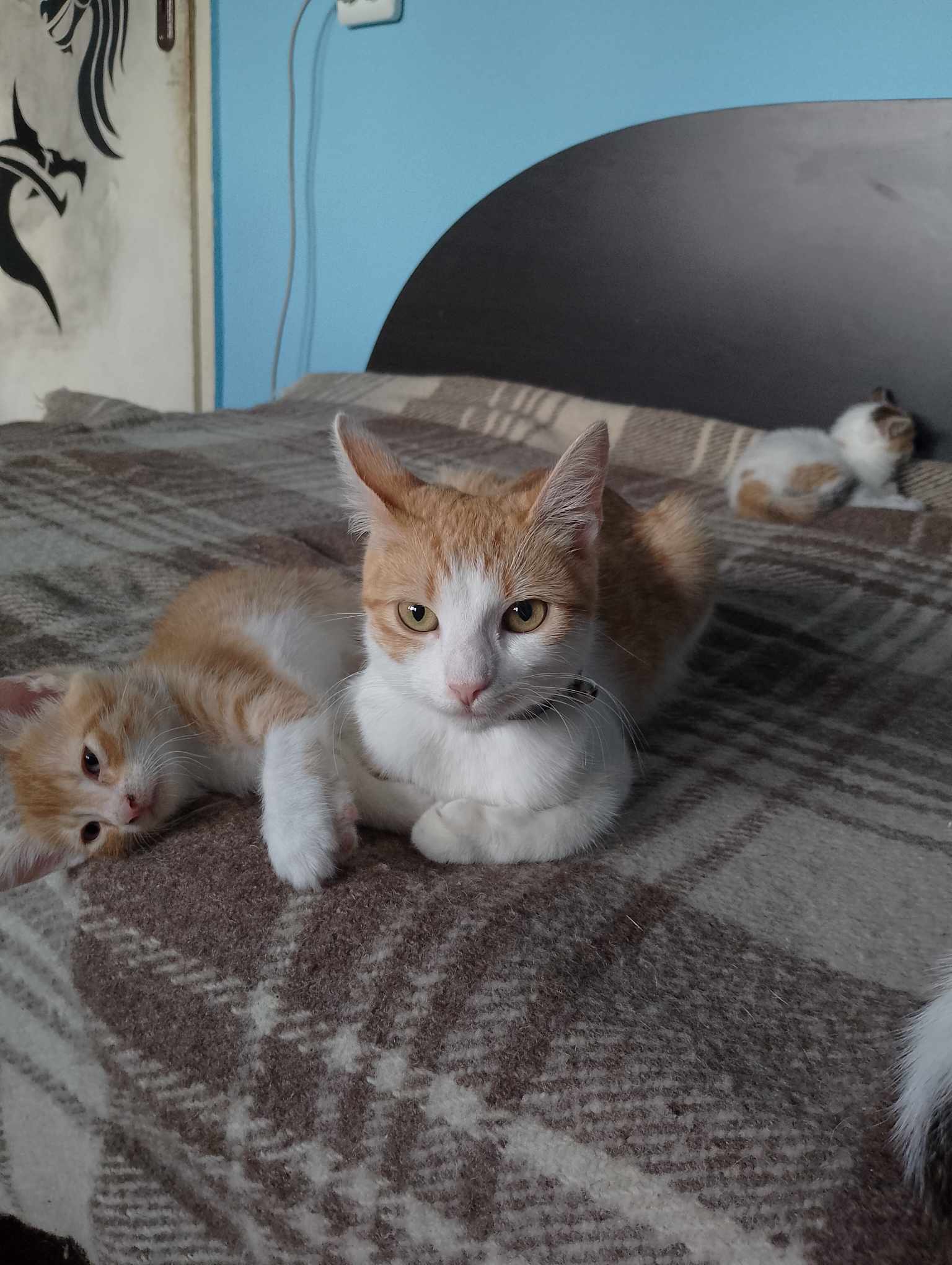 Sunny, Katze
