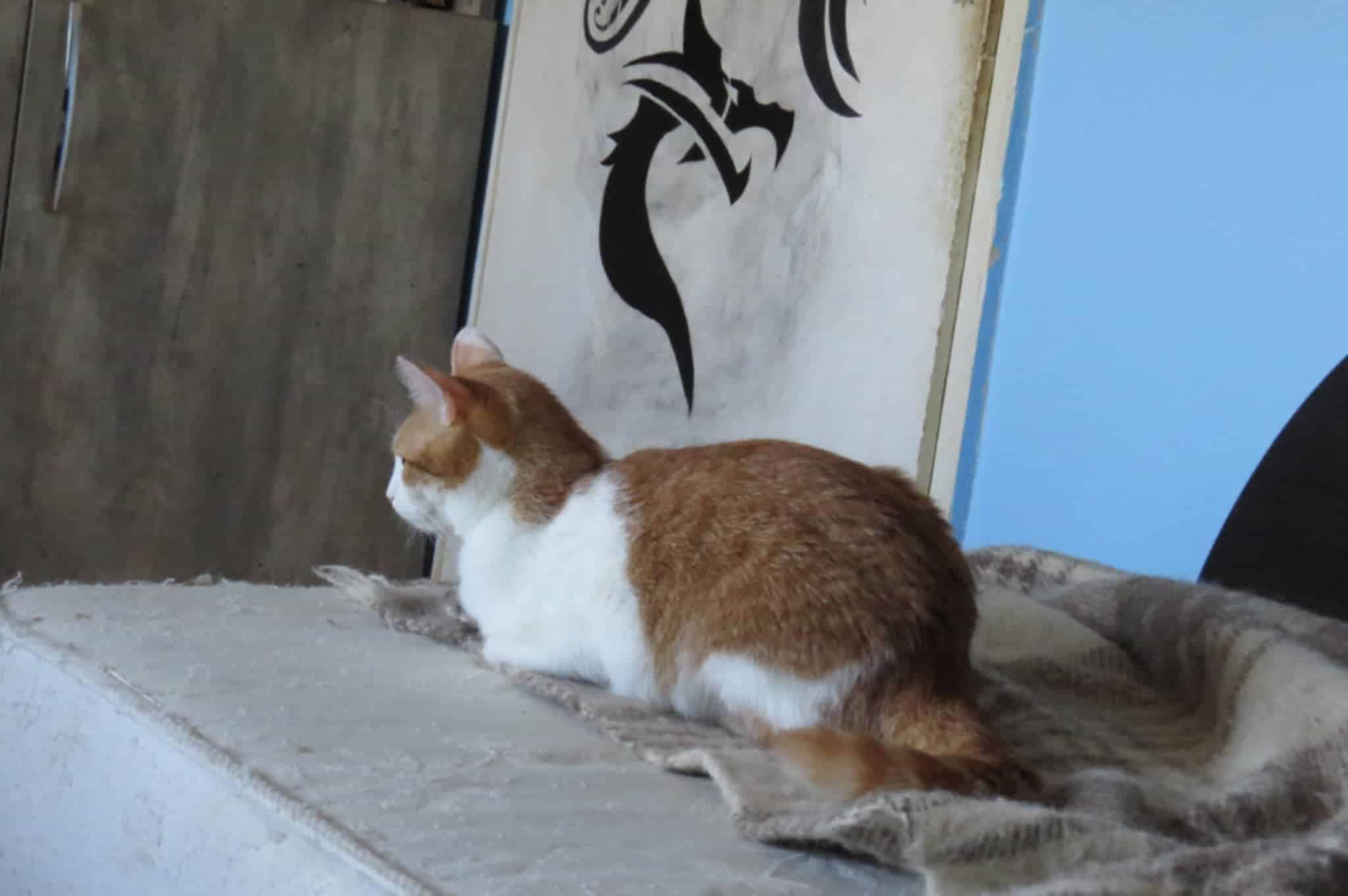 Tango, Bild 6