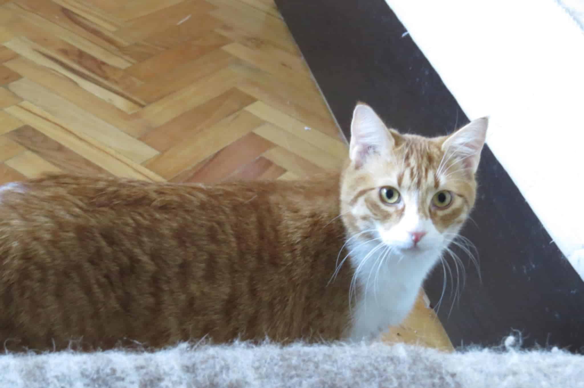 Tango, Bild 2