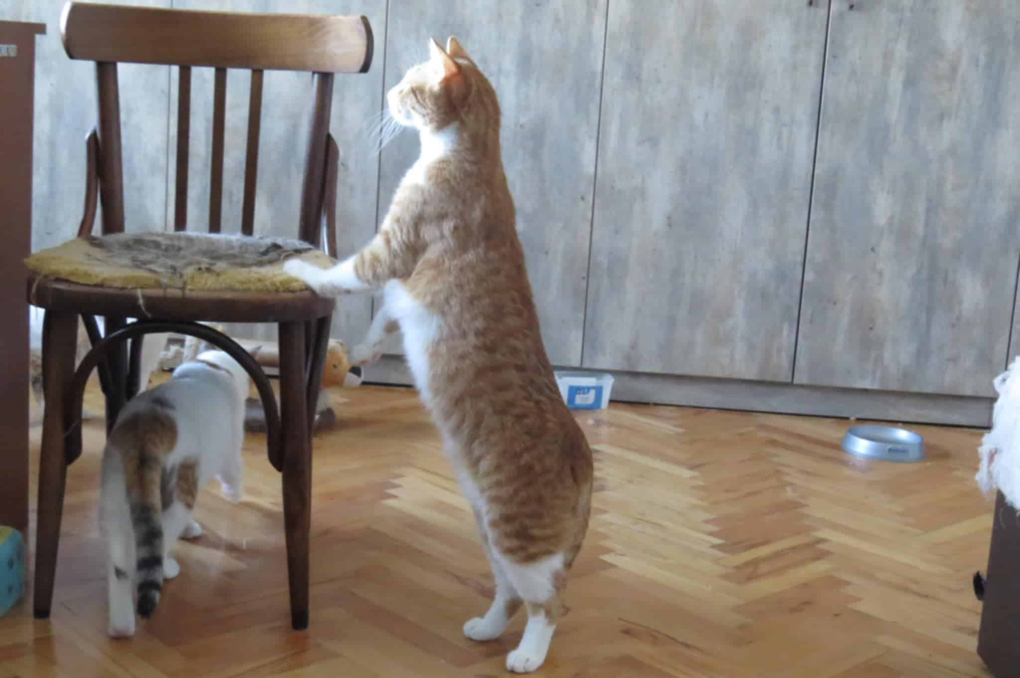 Tango, Bild 5