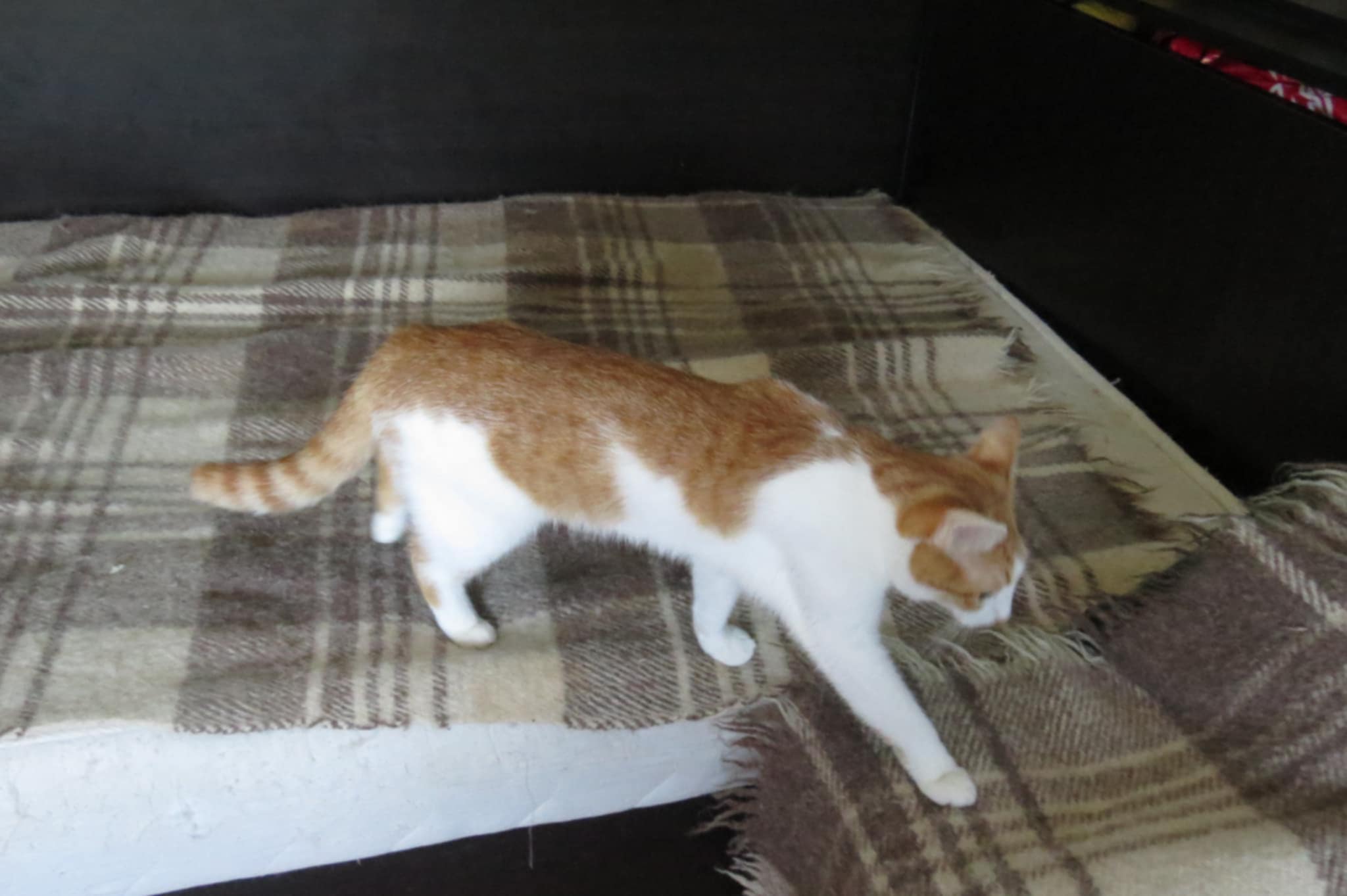 Tango, Bild 9