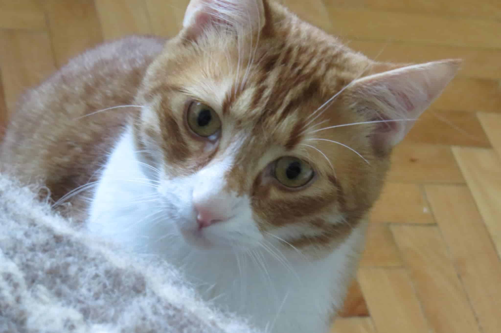 Tango, Bild 11
