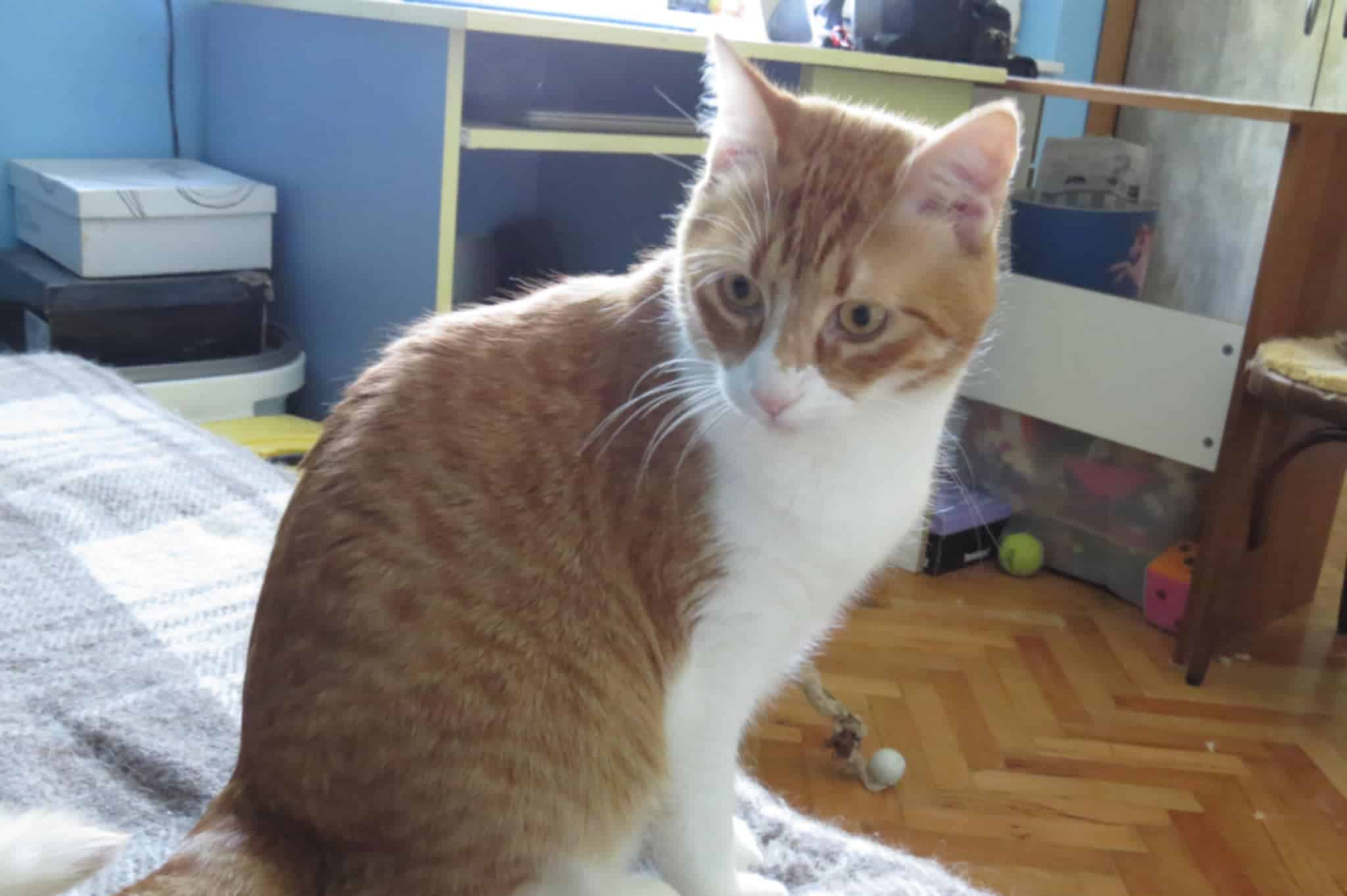 Tango, Katze