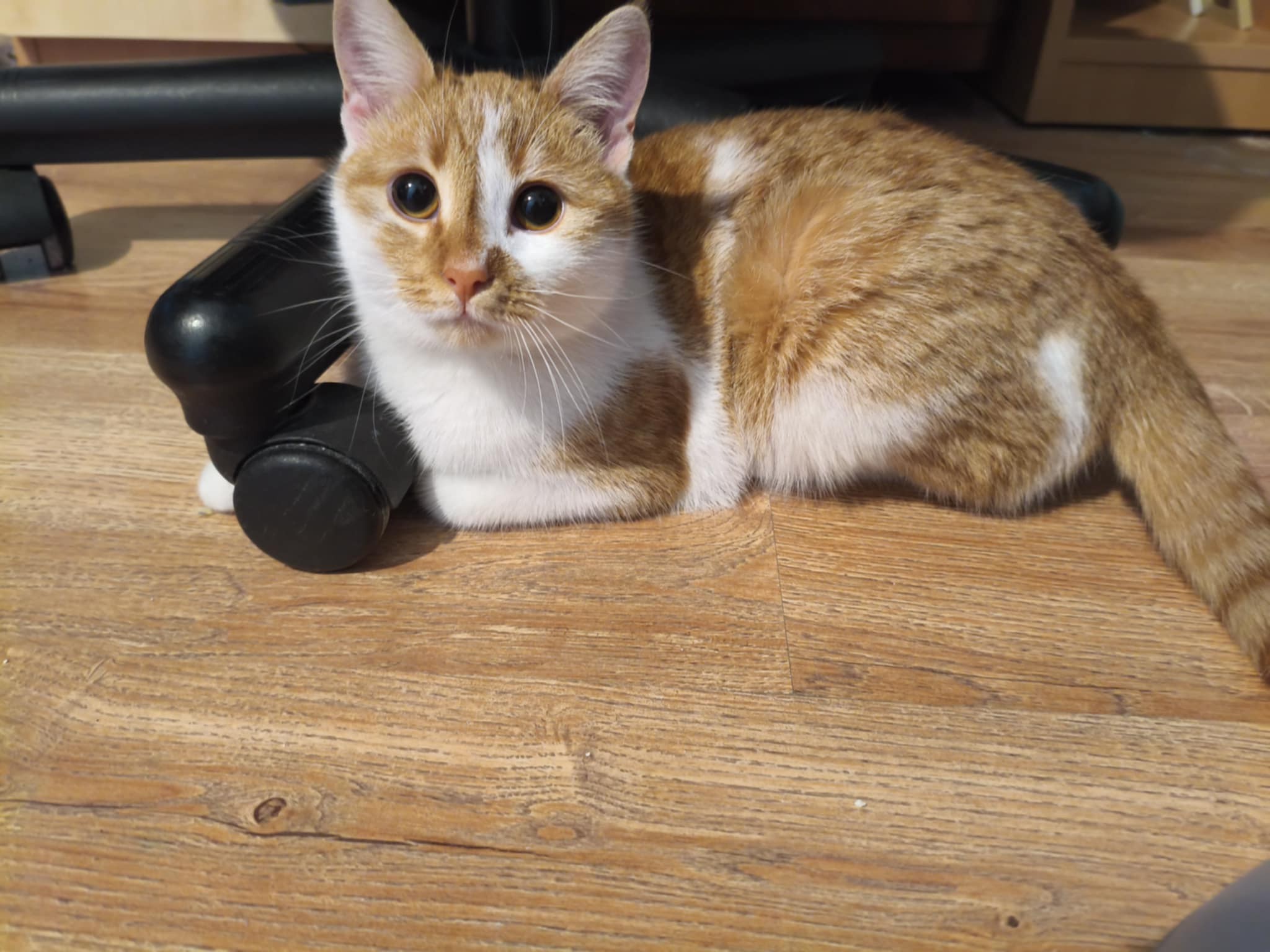 Angie, Katze