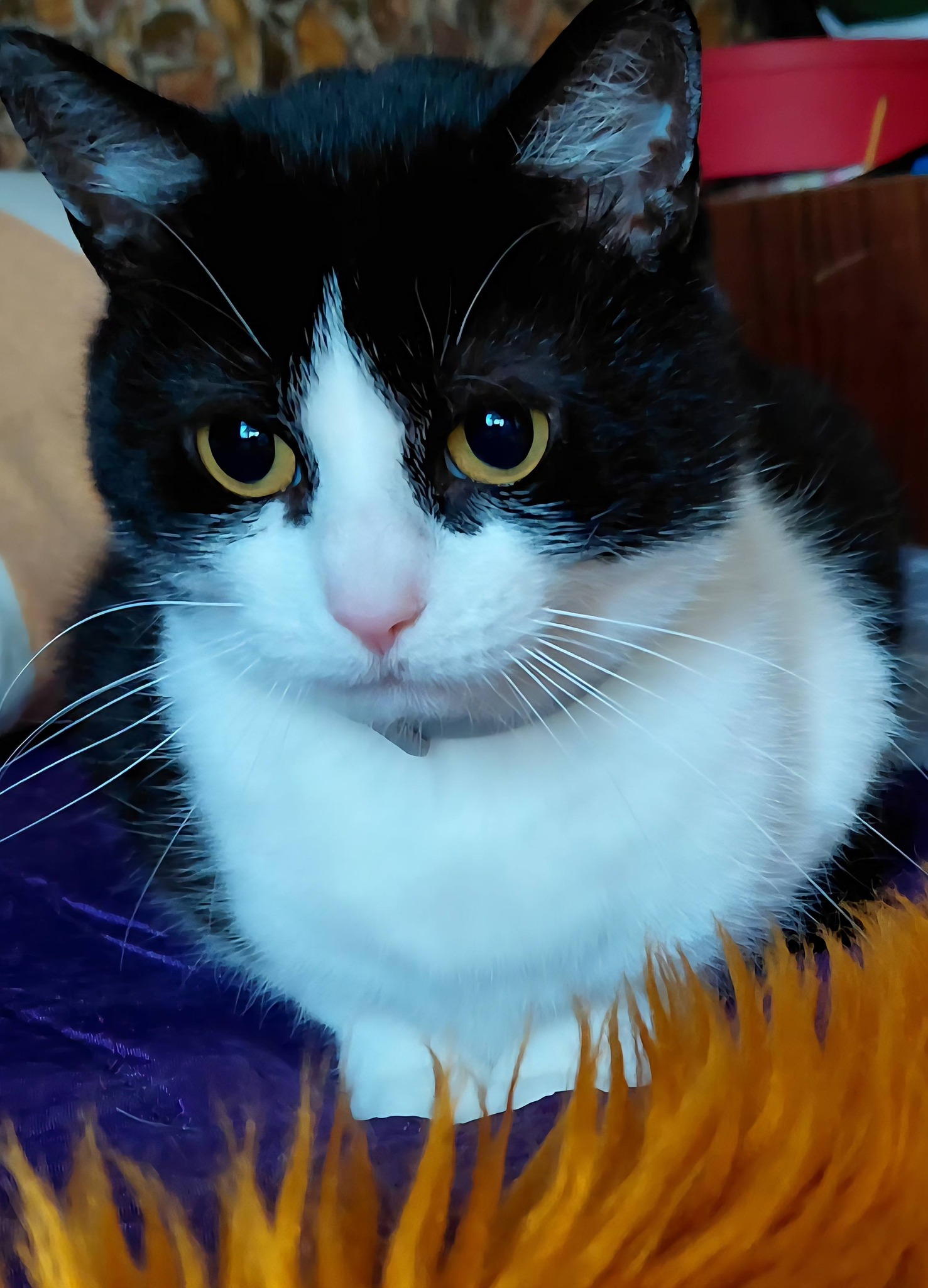 Beni, Katze