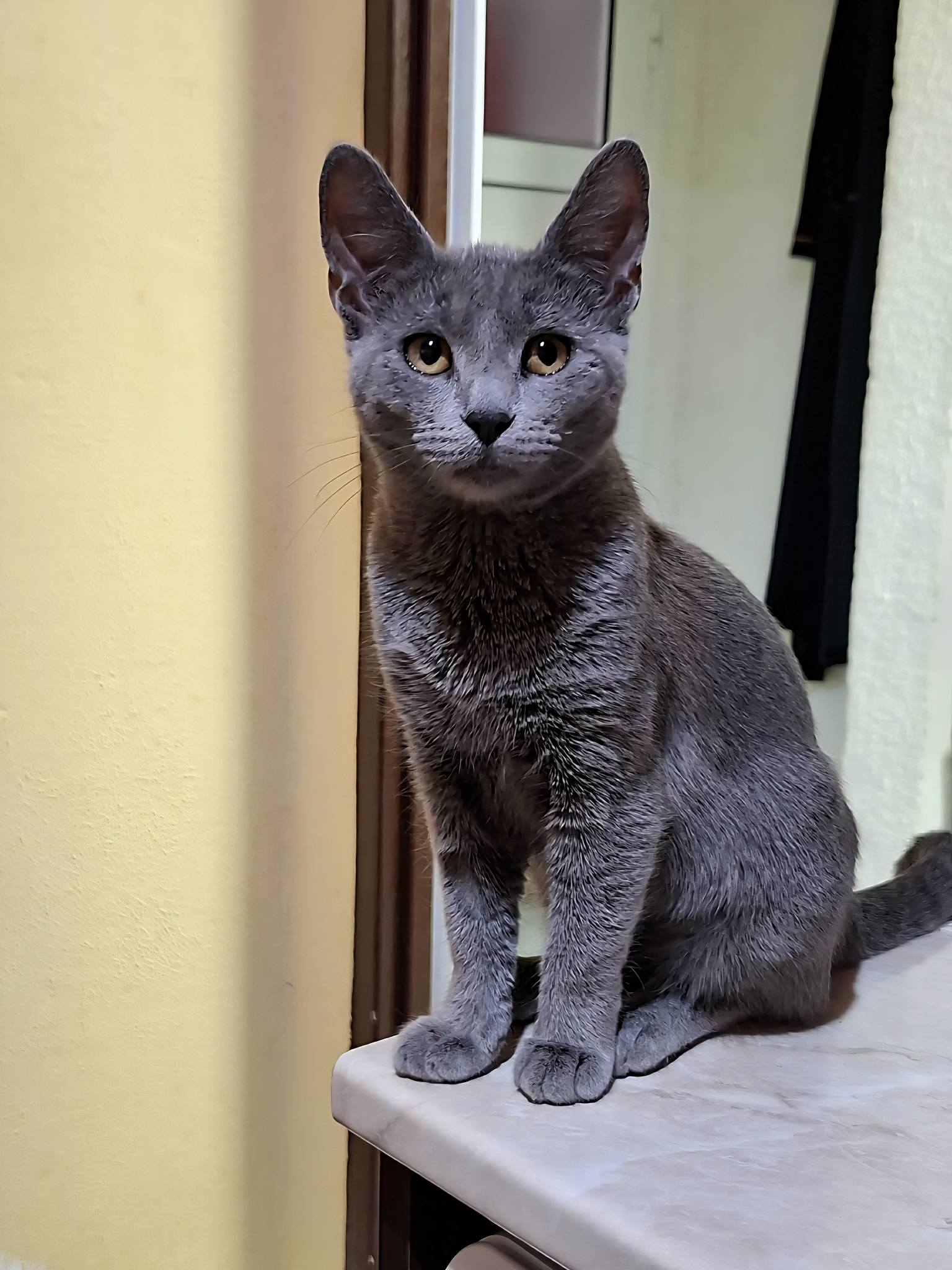Masha, Katze