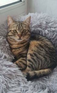 Tiko, Bild 4