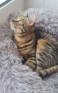 Tiko, Bild 5