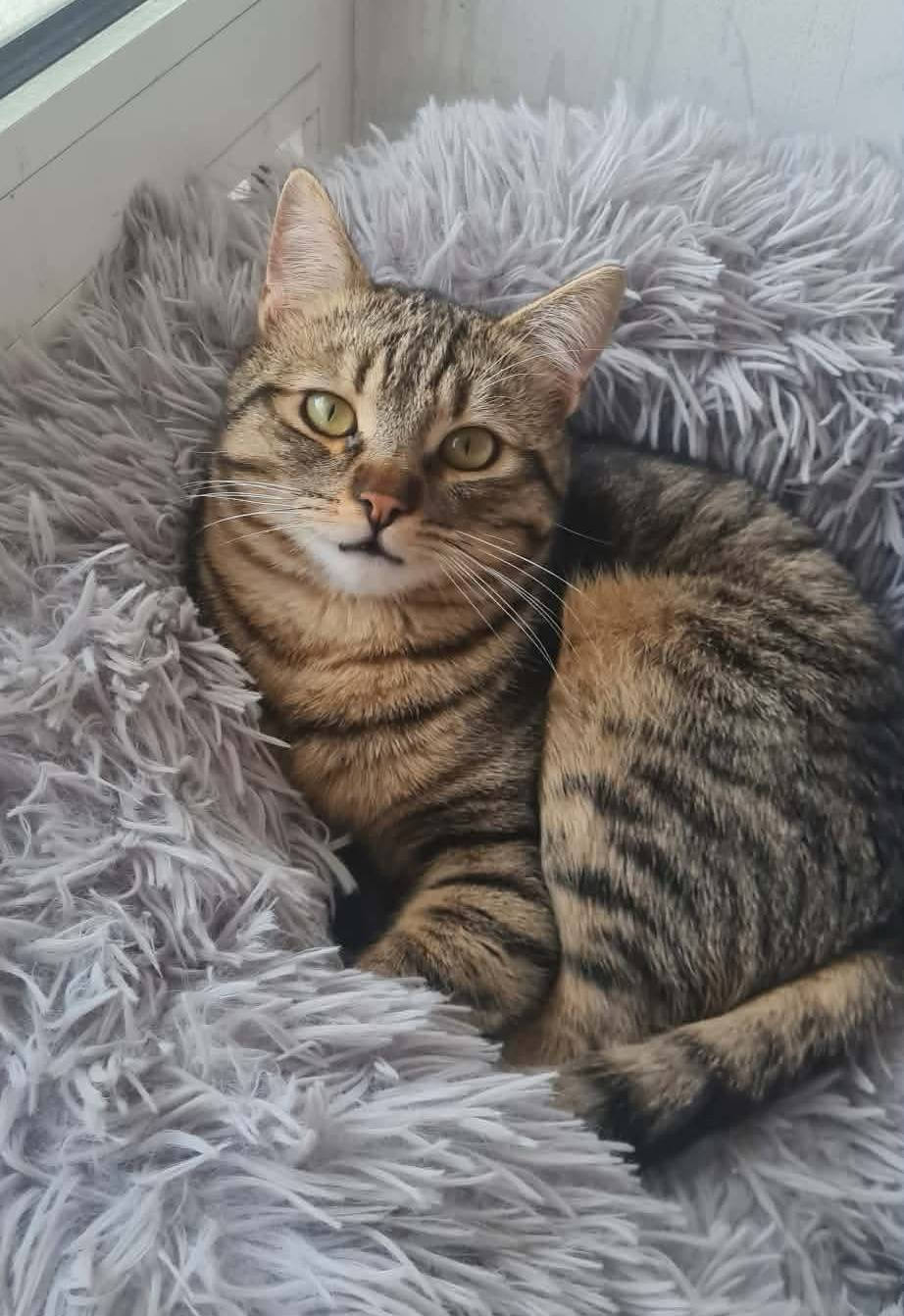 Tiko, Katze