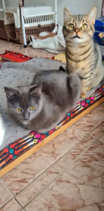 Tiko, Bild 2
