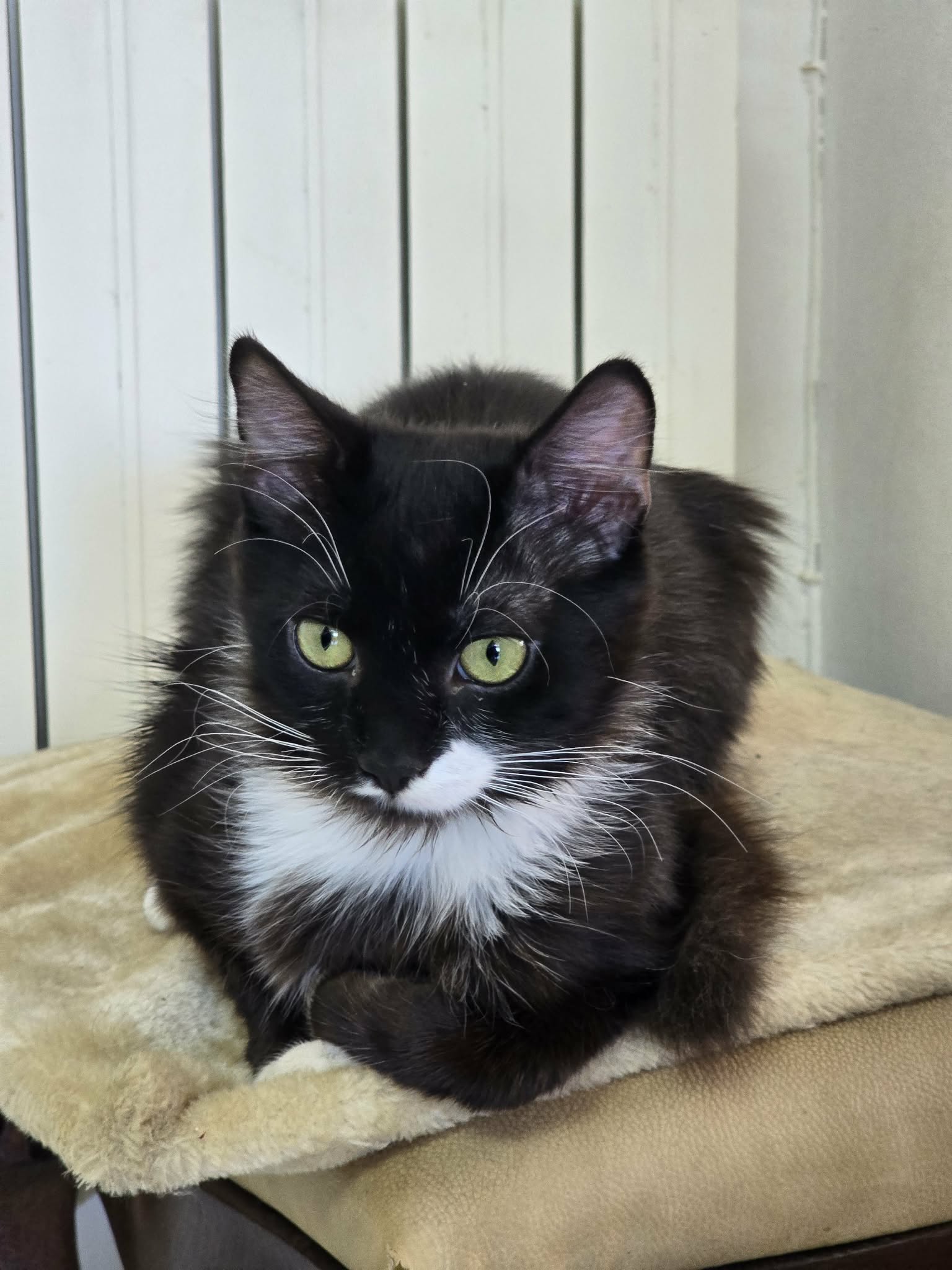 Stefo, Katze